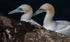 Gannet Pair 2