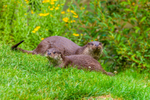 european otter lutra lutra-6070