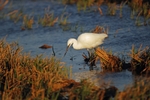 Little Egret