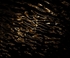 Ascent_RLP2365