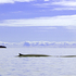 Bay of Fundy Whale Watching