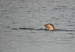 August to September 2015 - Otter