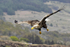 White-tailed Eagle