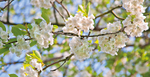 Earth Blossom_4982