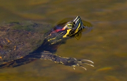 AnimalsCreatures _0106