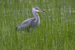 Juv Grey Heron