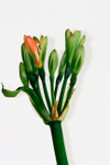 Clivia miniata Green 3