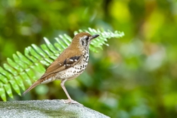 Spot Winged Thrush