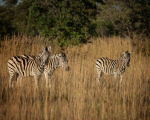 Africa-64