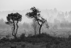 Mono Mist Trees portfolio