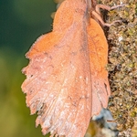 Lappet moth ( Gastropacha quercifolia)