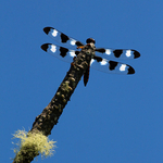 Twelve Spotted Skimmer - Male