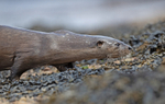 Otter - Lutra lutra