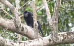 Satanic black Colobus