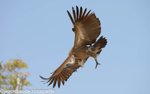 White-backed vulture