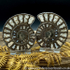 Sold Cut & Polished Whitby Ammonite 052