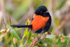 Red Wren Male 13