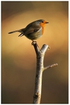 Robin