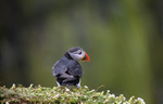Puffin Skomer Island in Wales