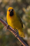 Spectacled Weaver (male) perched on a branch