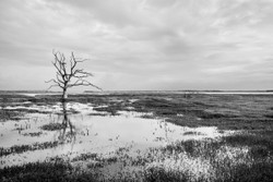 Breach trees I