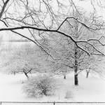 Wintr Morning, Pennsylvania, 2025