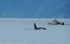 Orca and fishermen