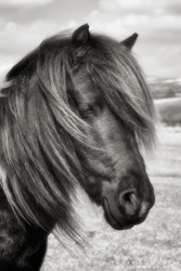 Dartmoor Pony