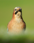 Jay, close head-on portrait, Worcestershire