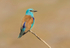 European Roller,