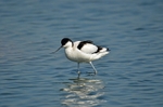 Avocet