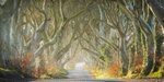 A New Day, Dark Hedges, (Game of Thrones), Northern Ireland.  EDC 318