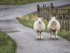 SHEEP DUO - WESTER-ROSS, SCOTLAND