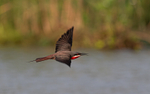 Rosy bee-eater