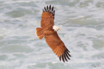 Brahmany over Ocean 5