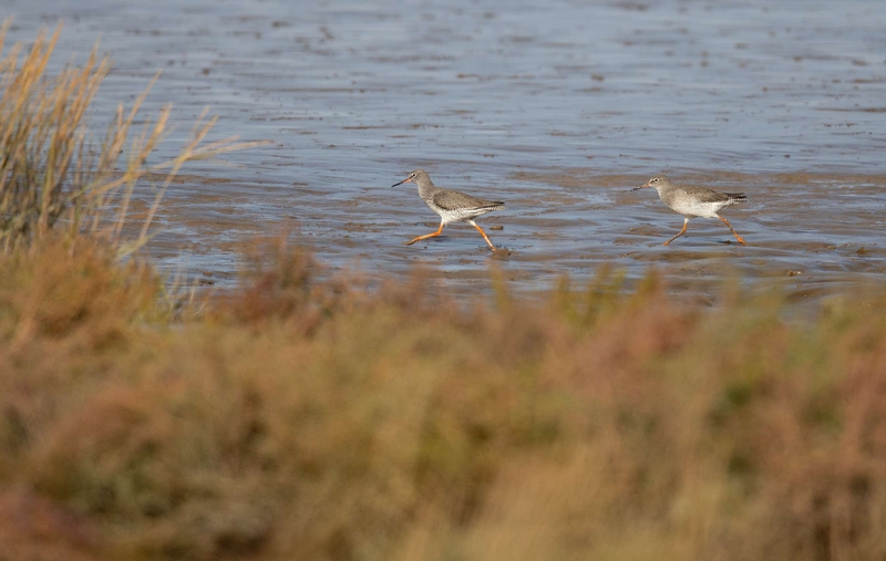 Common Redshank - Dee Estuary - North Wales
