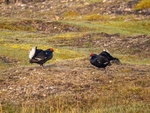 Black Grouse