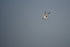 Common Tern - Freiston Shores