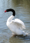 Black Headed Swan