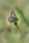 Common Blue Butterfly