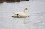 Whooper Swan
