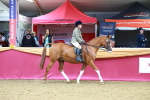 SBM_00729
