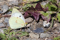 Bergers Clouded Yellow