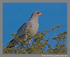 Pale chanting goshawk