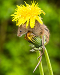 20140405-3K8A9847