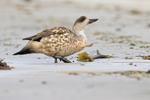 Crested Duck, Carcass Settlement, Falklands