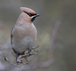WAXWING HALKYN 23