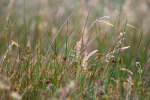 Meadow Grass _FL055