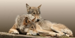530 TWO WOLVES