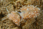 Facelina bostoniensis
